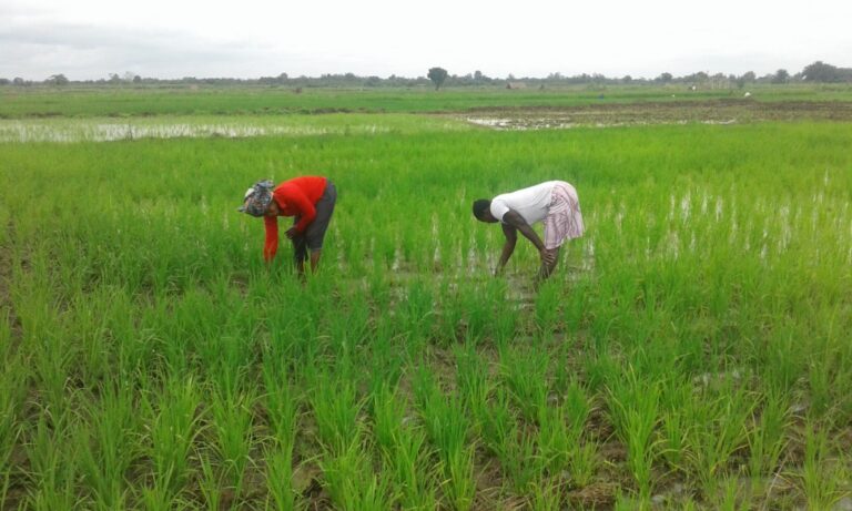 Togo/Agropole: déjà du concret !