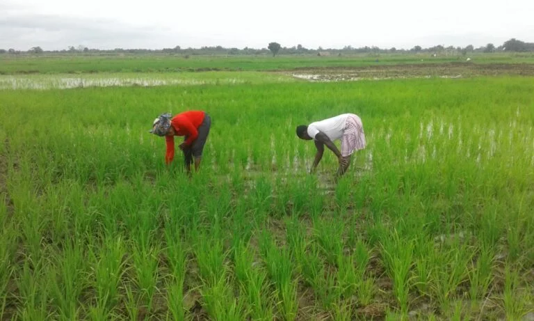 Togo/Agropole: déjà du concret !