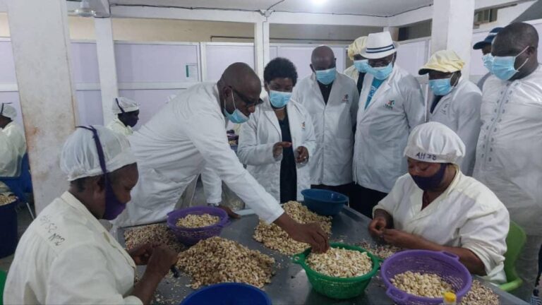 Au Togo, « Cajou du Centre » signe l’anacarde