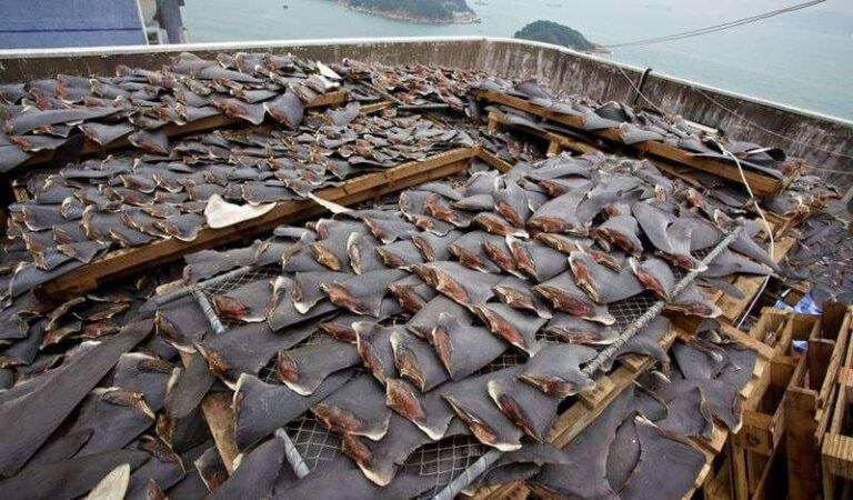 Protection des espèces: les requins plus menacés que les éléphants et les grands félins pour leur ailerons