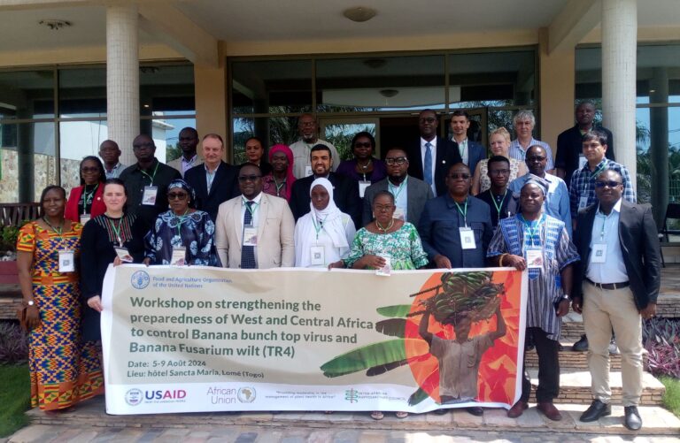 La FAO vent debout contre le virus du sommet buissonnant et la Fusariose du bananier en Afrique subsaharienne