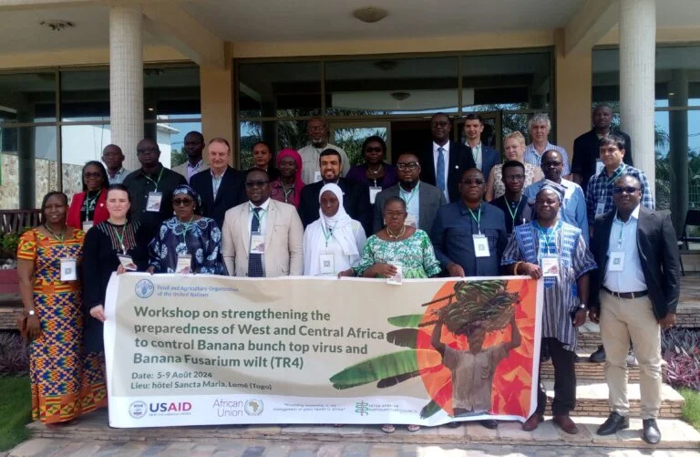 La FAO vent debout contre le virus du sommet buissonnant et la Fusariose du bananier en Afrique subsaharienne