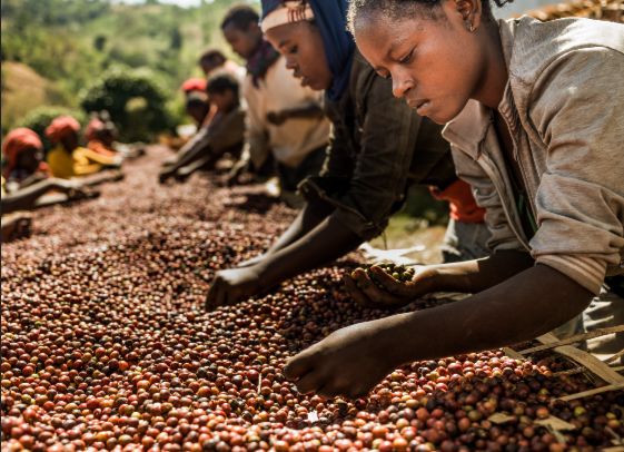 Togo/Les efforts de l’État boostent les revenus des producteurs de café 