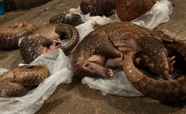 Faune: le pangolin d’Afrique en danger