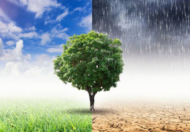 Les efforts importants du Togo dans la lutte contre les dérèglements climatiques