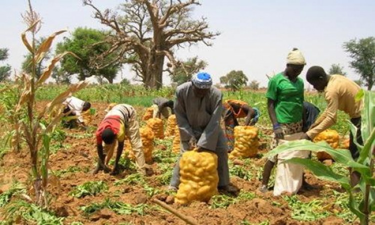 Togo: La production vivrière est en pleine expansion grâce aux actions du gouvernement
