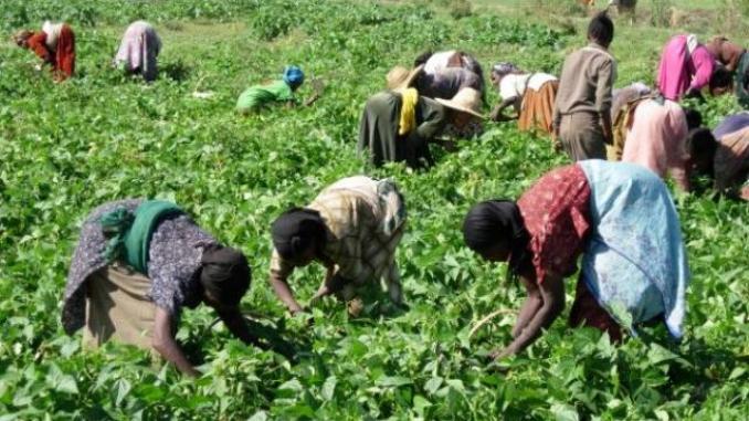 PTA-Togo : Une initiative gouvernementale au service de l’épanouissement des agriculteurs