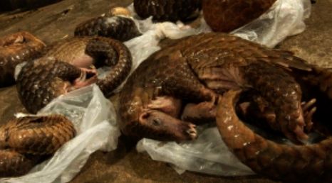 Péril dangereux et destructif des pangolins, gardiens de la santé de l’écosystème