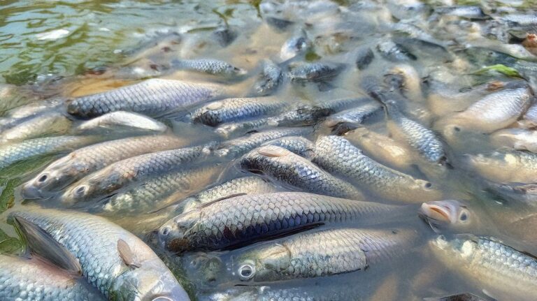 Togo/Mort massive de poissons dans le bassin de Todman : Vigilance !