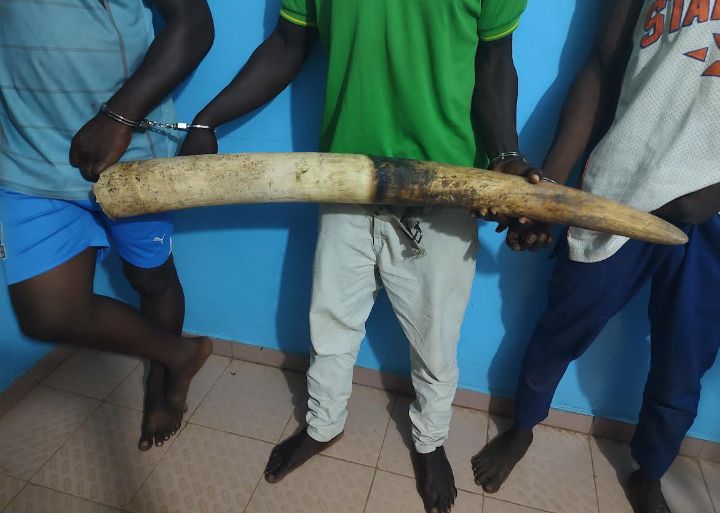 Criminalité faunique : Trois présumés trafiquants arrêtés en possession d’une grosse défense d’éléphant et écroués