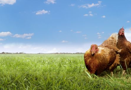 Agroalimentaire et nutrition animale : le Togo hub régional grâce à un financement de 300 millions de dollars de la Banque mondiale
