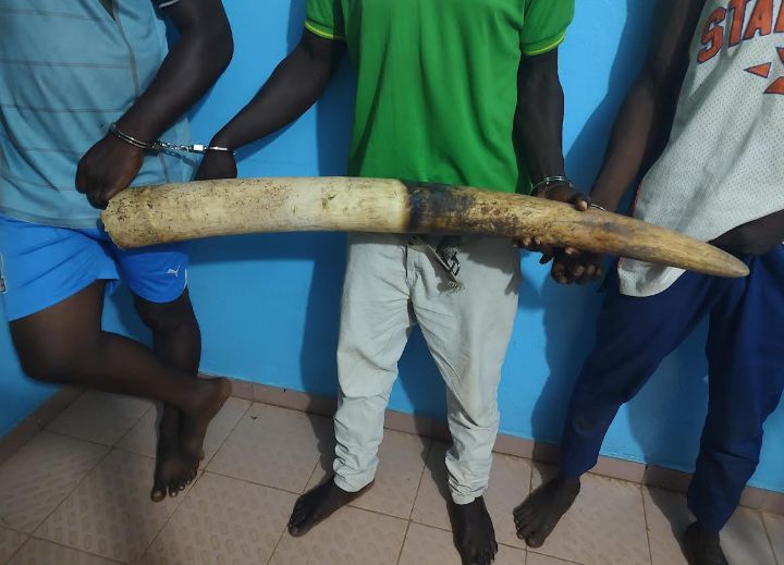 Criminalité faunique : Trois trafiquants de produits fauniques condamnés